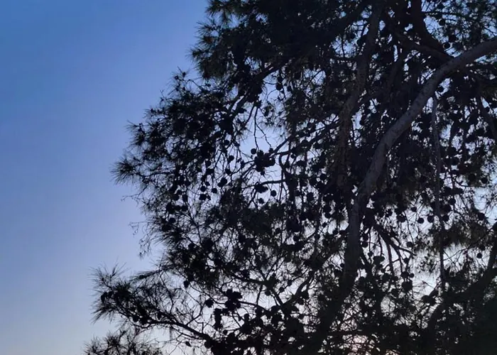 #437 Status Relax Like A Boss בית נופש ביוגראד נה מורו